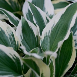 Patriot Plantain Lily (Hosta patriot 'Patriot') - 1 gallon