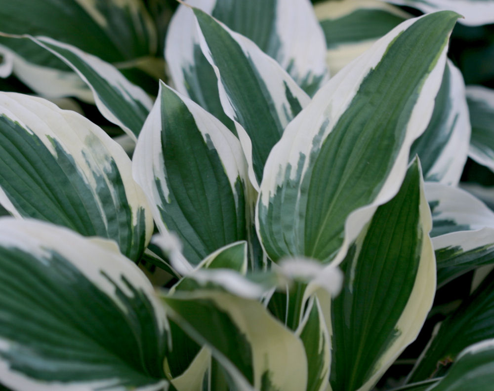 Patriot Plantain Lily (Hosta patriot 'Patriot') - 1 gallon