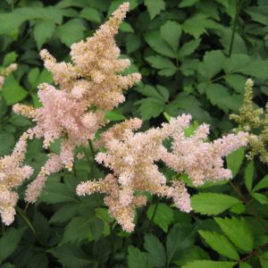 Peach Blossom Astilbe (Astilbe japonica 'Peach Blossom') - 1 gallon