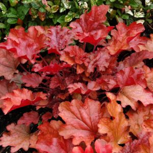 Peach Flambe Coral Bells (Heuchera 'Peach Peach Flambe') - 1 gallon