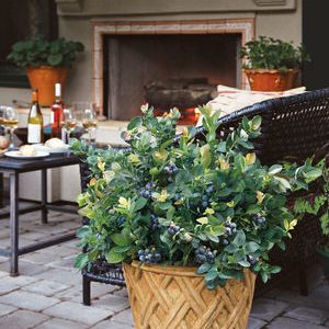 Peach Sorbet® Blueberry (Vaccinium x 'Peach Sorbet') - 1 gallon