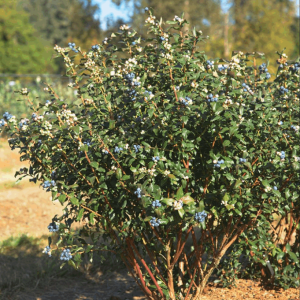 Perpetua Blueberry (Vaccinium perpetua) - 1 gallon