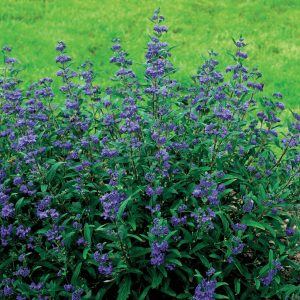 Petit Bleu™ Bluebeard (Caryopteris x clandonensis 'Minibleu') - 2 gallon