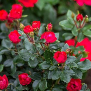 Petite Knock Out® Rose  (Rosa K.O 'Petite') - 1.5 gallon