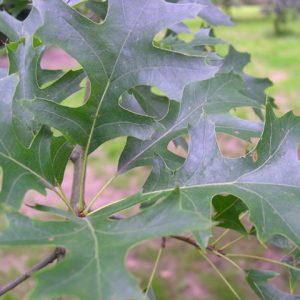 Pin Oak (Quercus palustris) - 3 gallon