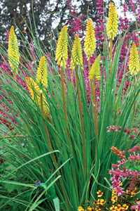 Pineapple Popsicle Dwarf Poker (Kniphofia pineapple 'Pineapple Popsicle') - 1 gallon