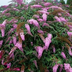 Pink Cascades Butterfly Bush (Buddleia 'Pink Cascades') - 3 gallon