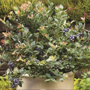 Pink Icing® Blueberry (Vaccinium 'Pink Icing') - 1 gallon