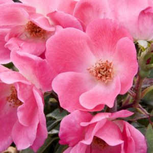 Pink Knock Out® Rose (Rosa K.O 'Radcon') - 3 gallon