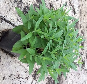 Pink Moody Blues Speedwell (Veronica 'Pink Moody Blues') - 1 gallon