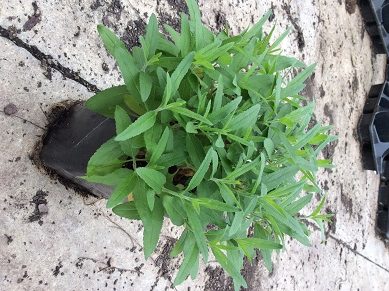 Pink Moody Blues Speedwell (Veronica 'Pink Moody Blues') - 1 gallon
