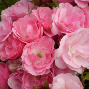 Pinktopia Rose (Rosa E.E 'Pinktopia') - 2 gallon