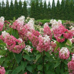 Pinky Winky Prime® Panicle Hydrangea (Hydrangea 'P Pinky Winky Prime') - 3 gallon