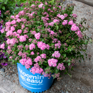 Poprocks® Petite Spirea (Spiraea poprocks 'Petite') - 2 gallon