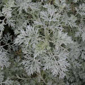 Powis Castle Artemisia (Artemisia x 'Powis Castle') - 1 gallon