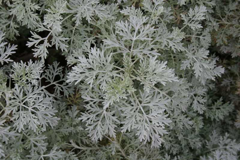 Powis Castle Artemisia (Artemisia x 'Powis Castle') - 1 gallon