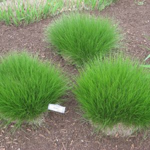 Prairie Dropseed (Sporobolus heterolepis 'Spor. Heterolepis') - 2 gallon