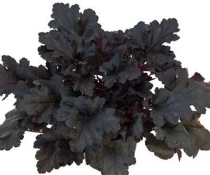 Primo® 'Black Pearl' Coral Bells (Heuchera 'Black Pearl') - 1 gallon