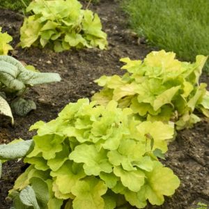 Primo® 'Pistachio Ambrosia' Coral Bells (Heuchera pistachio 'Ambrosia') - 1 gallon