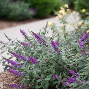 Proven Winner® Color Choice® Lo & Behold® Blue Chip Jr Butterfly Bush (Buddleia '‘Blue Chip Jr’') - 3 gallon