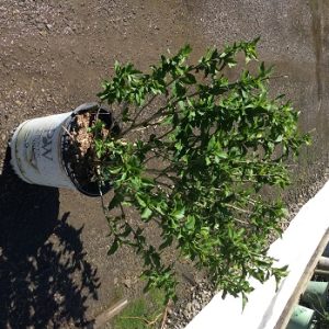 Proven Winners® Color Choice® Lil’ Kim® Violet Rose of Sharon (Hibiscus syriacus ‘SHIMRV24’) - 2 gallon