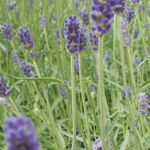 Provence Lavender (Lavandula x 'Provence') - half gallon