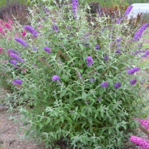 Psychedelic Sky™ Butterfly Bush (Buddleia ‘Psychedelic Sky') - 2 gallon