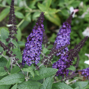Pugster Blue® Butterfly Bush (Buddleia 'Pugster Blue') - 2 gallon