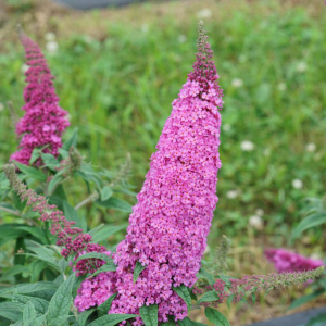 Pugster Pinker® Butterfly Bush (Buddleia 'Pugster Pinker') - 2 gallon