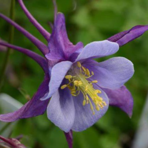 Purple Blue Colmbine (Aquilegia 'Earlybird Purple Blue') - 1 gallon