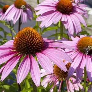 Purple Coneflower (Echinacea purpurea 'Magnus') - half gallon