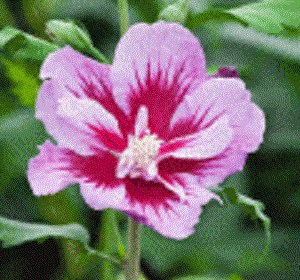 Purple Pillar® Rose of Sharon (Hibiscus syriacus 'Purple Pillar') - 3 gallon 18"