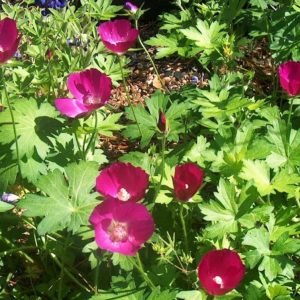 Purple Poppy Mallow (Callirhoe involucrata) - 2 gallon