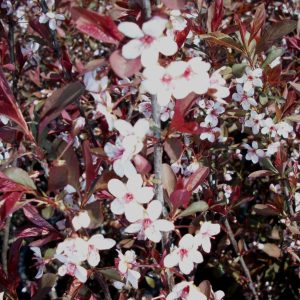 Purpleleaf Sand Cherry (Prunus x cistena) - 3 gallon 18"