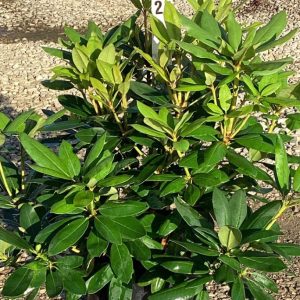 Purpureum Elegans Rhododendron (Rhododendron purpureum 'Elegans') - 3 gallon 15"