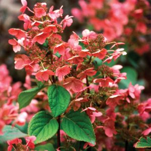 Quick Fire® Panicle Hydrangea (Hydrangea paniculata 'Bulk') - 3 gallon
