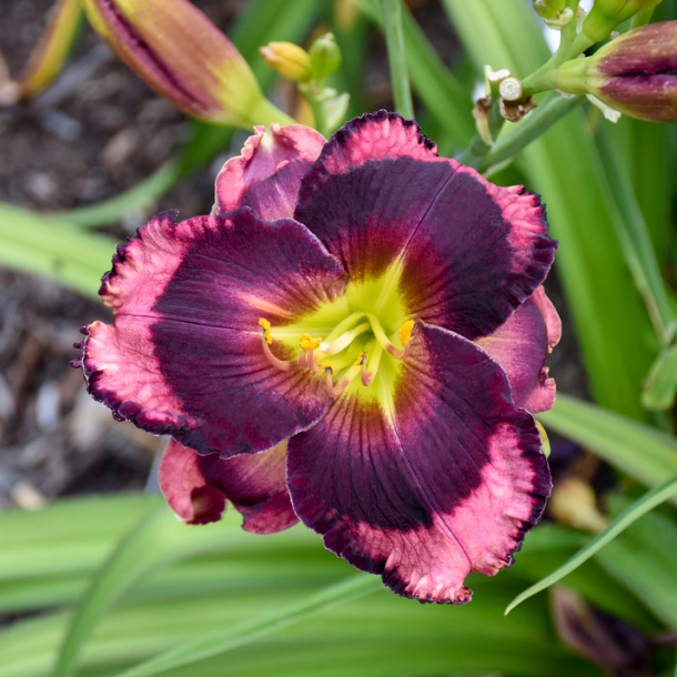 Rainbow Rhythm® 'Storm Shelter' Daylily (Hemerocallis 'Rainbow Rhythm Storm Shelter') - 1 gallon