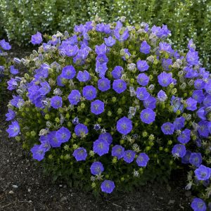 Rapido Blue Bellflower (Campanula carpatica 'Rapido Blue') - 1 gallon