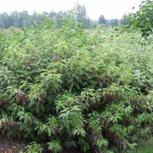 Red Gnome® Siberian Dogwood (Cornus alba 'Regnzam') - 3 gallon 15"