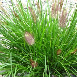 Red Head Fountain Grass (Pennisetum alopecuroides 'Red Head') - 1 gallon
