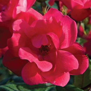 Red Knock Out® Rose (Rosa K.O 'Radrazz') - 1 gallon