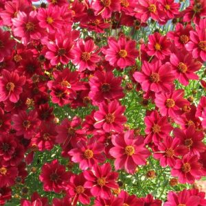 Red Satin Tickseed (Coreopsis 'Red Satin') - 1 gallon