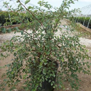 Renaissance Spiraea (Spiraea x vanhouttei 'Renaissance') - 3 gallon 15"