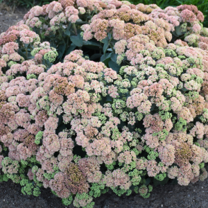 Rock 'N Grow® 'Coraljade' Stonecrop (Sedum coraljade) - 1 gallon