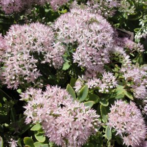 Rock 'N Round® 'Pure Joy' Stonecrop (Sedum pure 'Joy') - 1 gallon