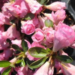 Rosebud Azalea (Azalea x 'Rosebud') - 3 gallon 12"