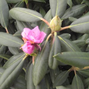 Roseum Elegans Rhododendron (Rhododendron roseum 'Roseum Elegans') - 3 gallon 15"
