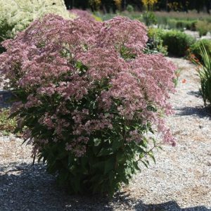 Rosie Josie™ Joe-Pye (Eupatorium x 'Rosie Josie') - 2 gallon