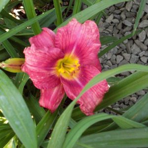 Rosy Returns Daylily (Hemerocallis rosy 'Rosy Returns') - 1 gallon