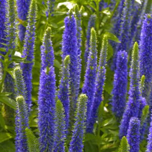 Royal Candles Speedwell (Veronica spicata 'Royal Candles') - 1 gallon